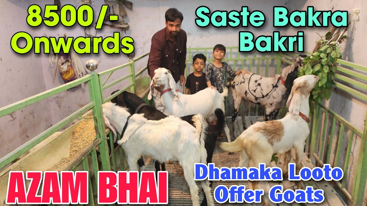 8500/- Onwards Saste Bakra Bakri At AZAM BHAI | Qurbani Reasonable Offer Goat In Bhiwandi 