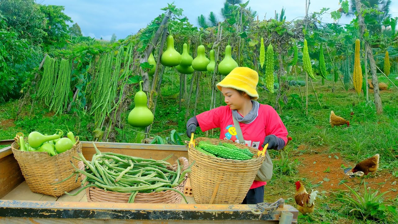 Full video: Harvest Bottle Gourd, Bitter Melon, Yardlong Bean,Cabbage,... After 180 Days Of Plant