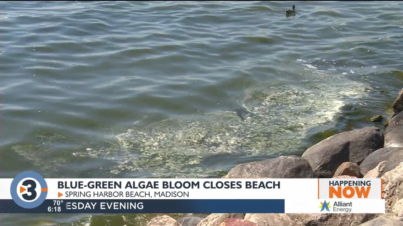 Blue-green algae bloom prompts first beach closure of 2023 season