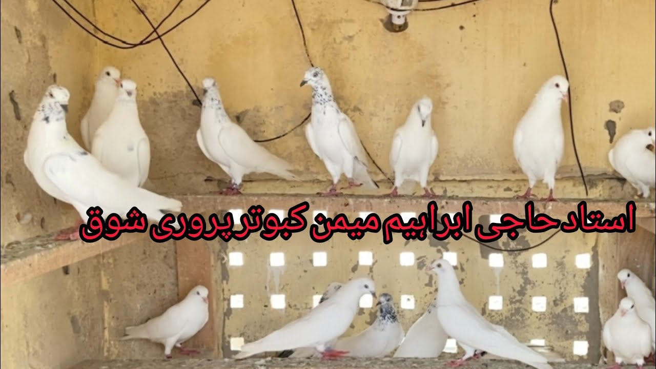 Ustad haji Ibrahim memon ka shauk. ❤️❤️