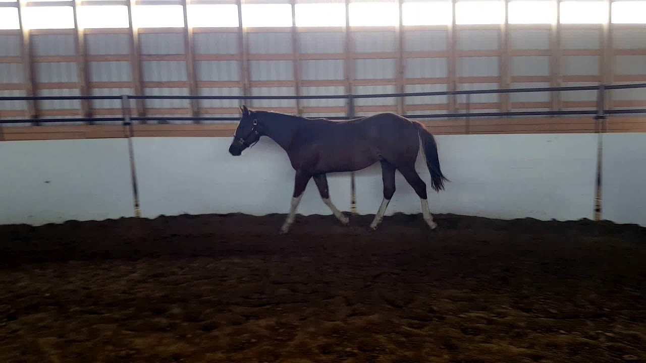 For Sale - Big Ben, 2016 AQHA/APHA Yearling Gelding