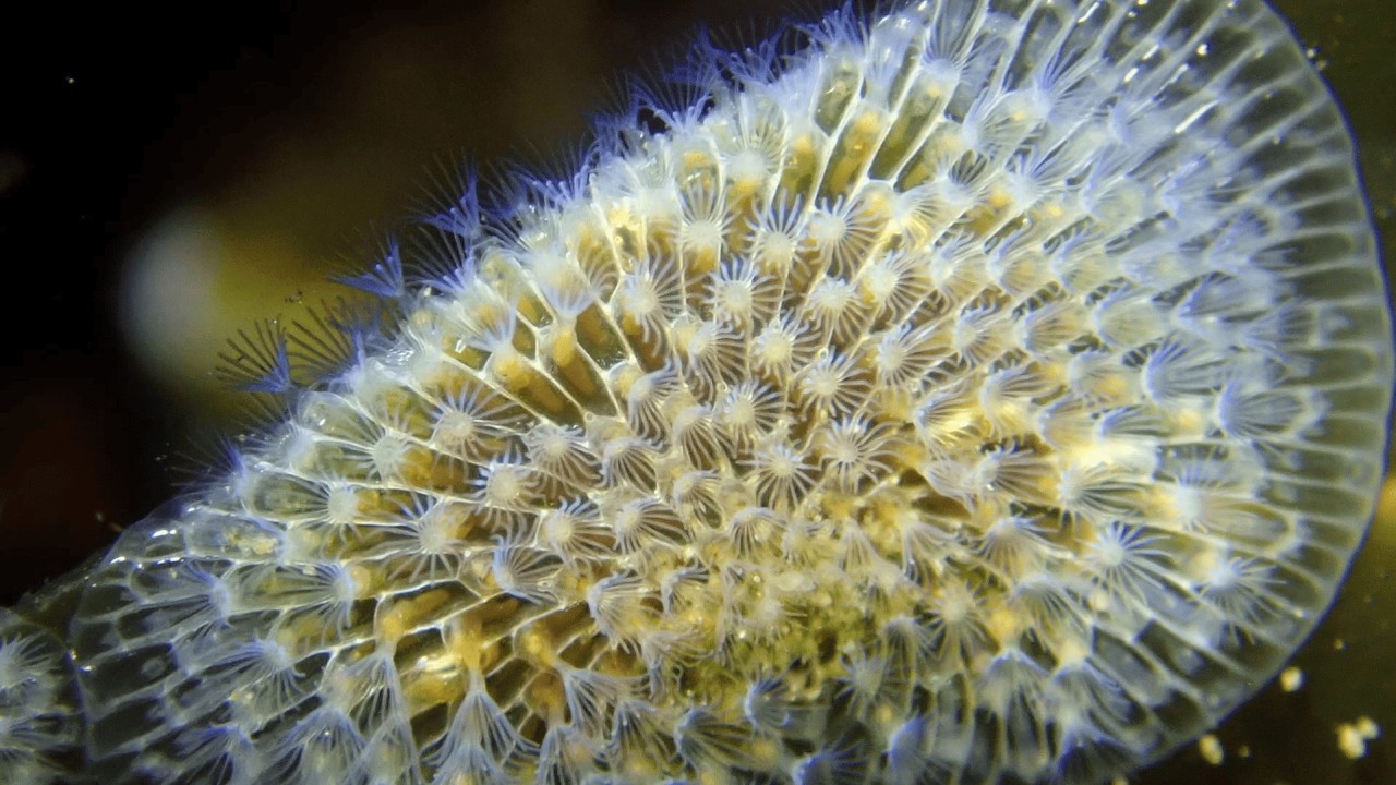 Filo Bryozoa: Os Animais Musgosos.
