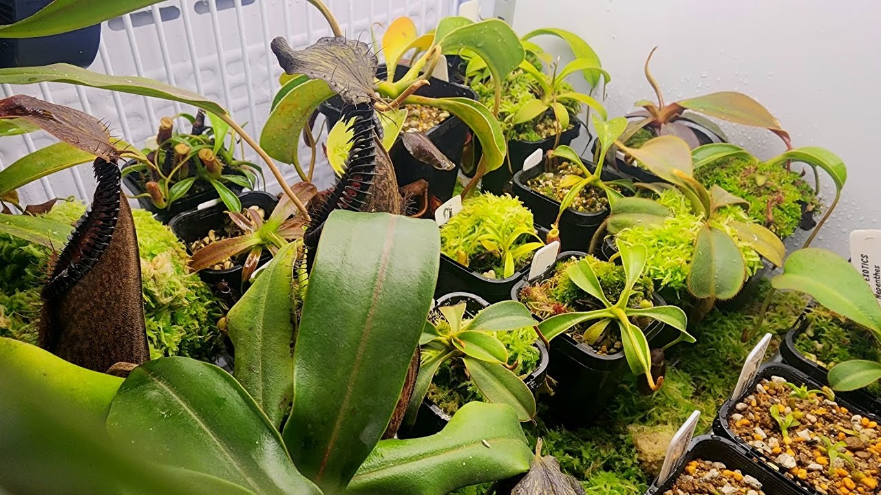 Nepenthes potting media mixes - what to use and why.
