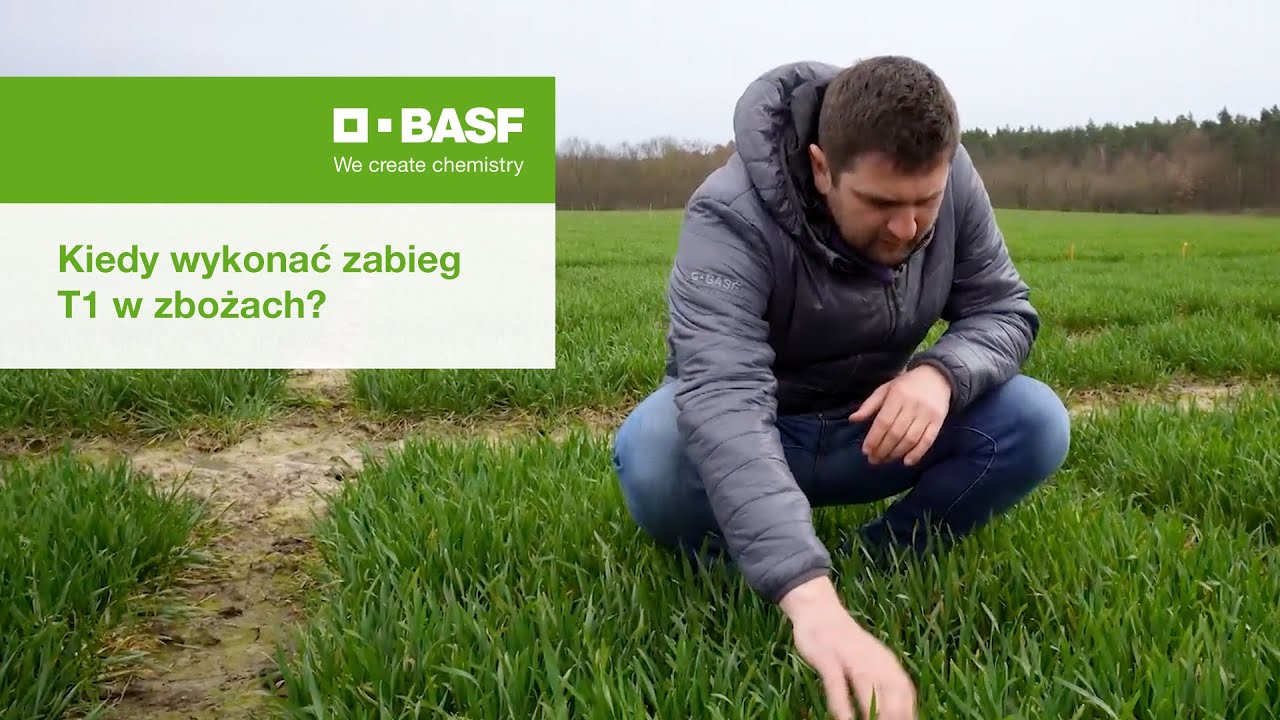 Kiedy wykonać zabieg T1 w zbożach?