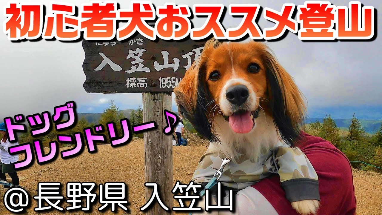 【初心者おすすめ】往復2時間の犬と登山＠長野県入笠山