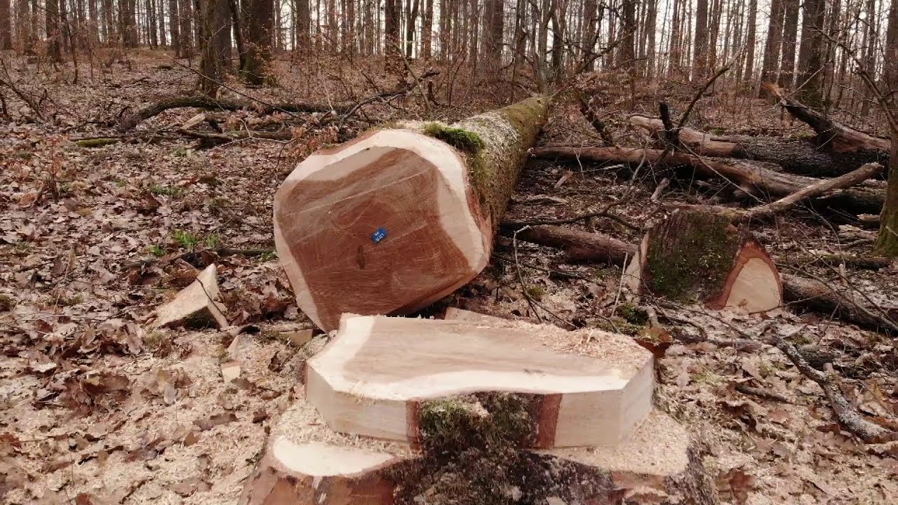 3 chênes pour la flèche