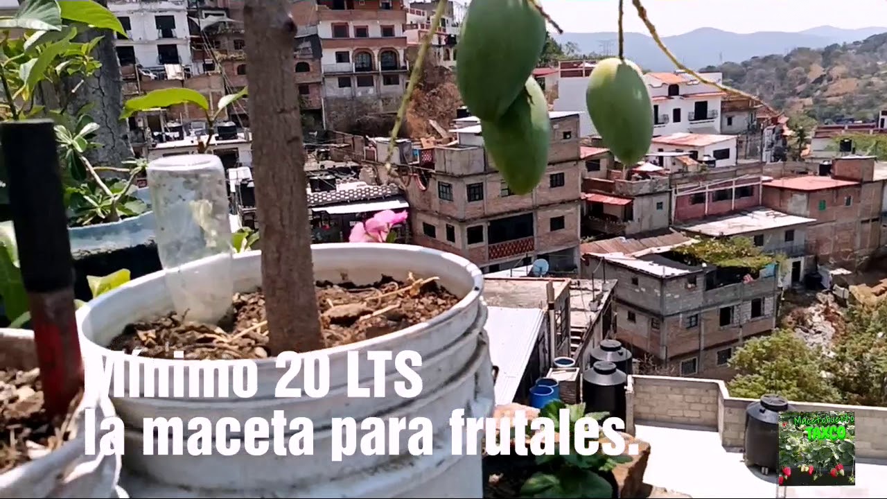 MACETOHUERTO - Árboles frutales en maceta, cultivos en maceta - Abril 2020