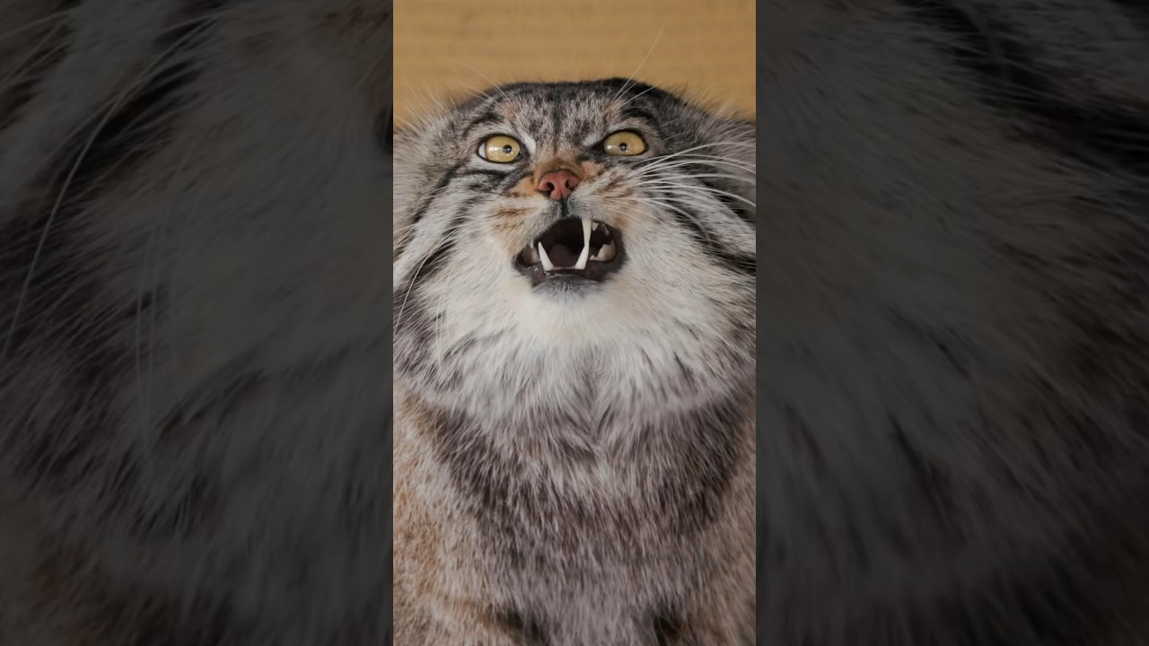 Манул по имени Груша 😻 #manul #pallascat