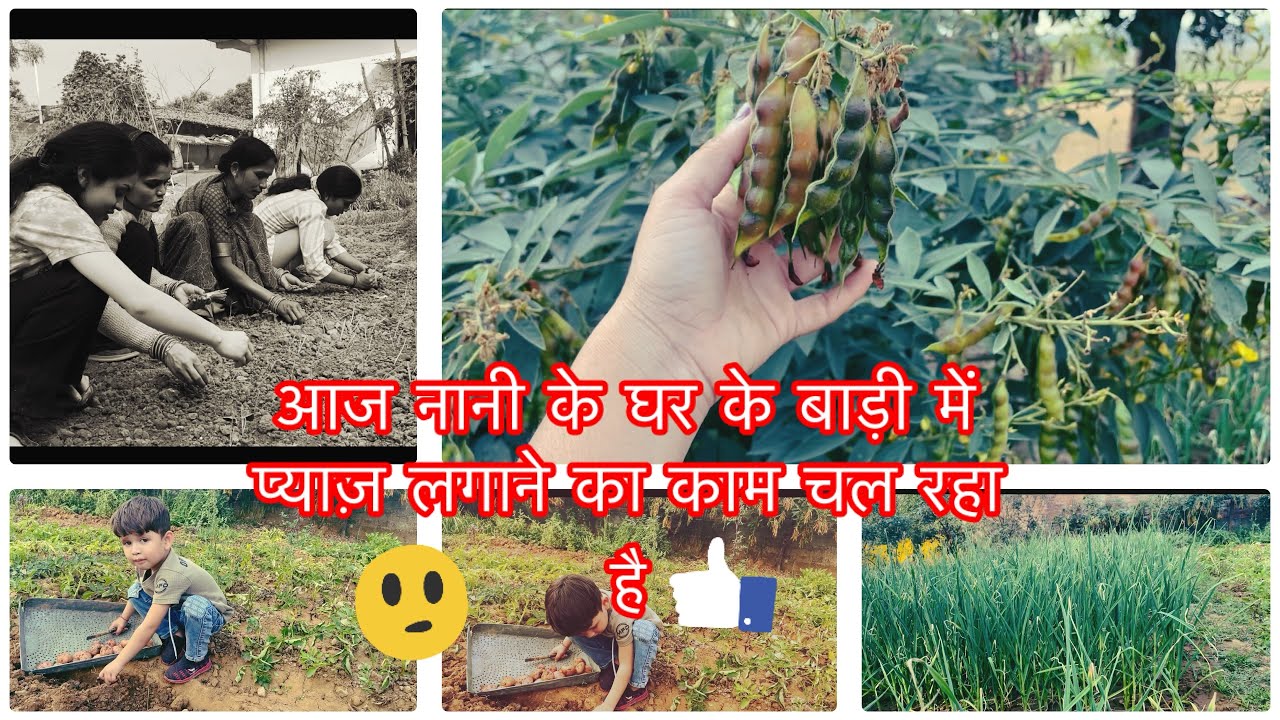 🧅 प्याज लगाने का काम चल रहा है 💁🏼‍♀️घर का सारा काम करने के बाद ए सब भी काम करना पड़ता  हैं 💁🏼‍♀️🍀🌱#