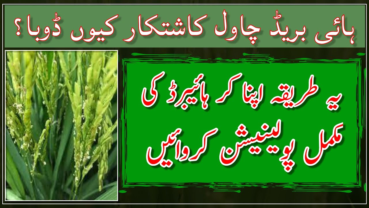 Hybrid rice pollination issue in Pakistan 2024| Hybrid seed seed scam| ہائیبرڈ چاول پولینیشن کا مثلہ