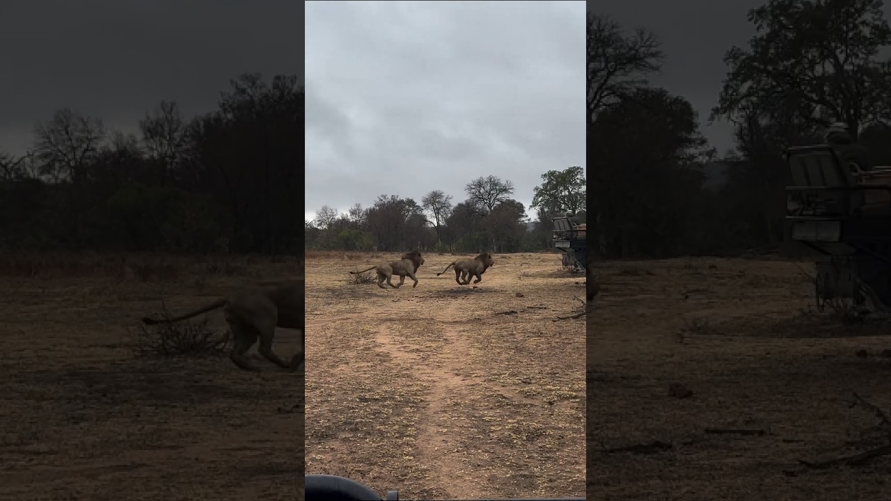 Leones hermanos pelean por una leona (Ndzhenga male lions) #shorts #lions #wildlife #bigcats