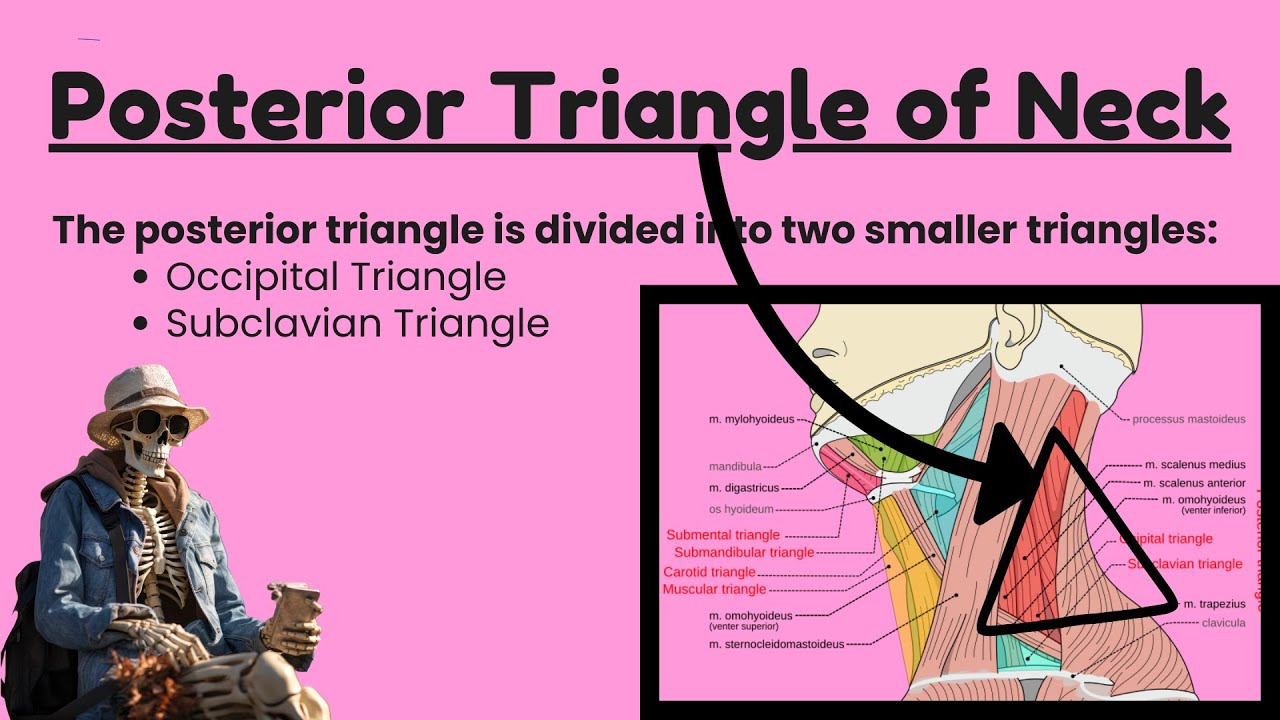 Posterior Triangle of the Neck and Its Subdivisions | occipital triangle, supraclavicular triangle