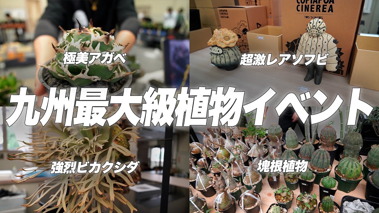 多種多様な植物が集まる九州最大のイベントに潜入してきた[ソフビ][アガベ][ビカクシダ][塊根植物][アロイド][KPS]