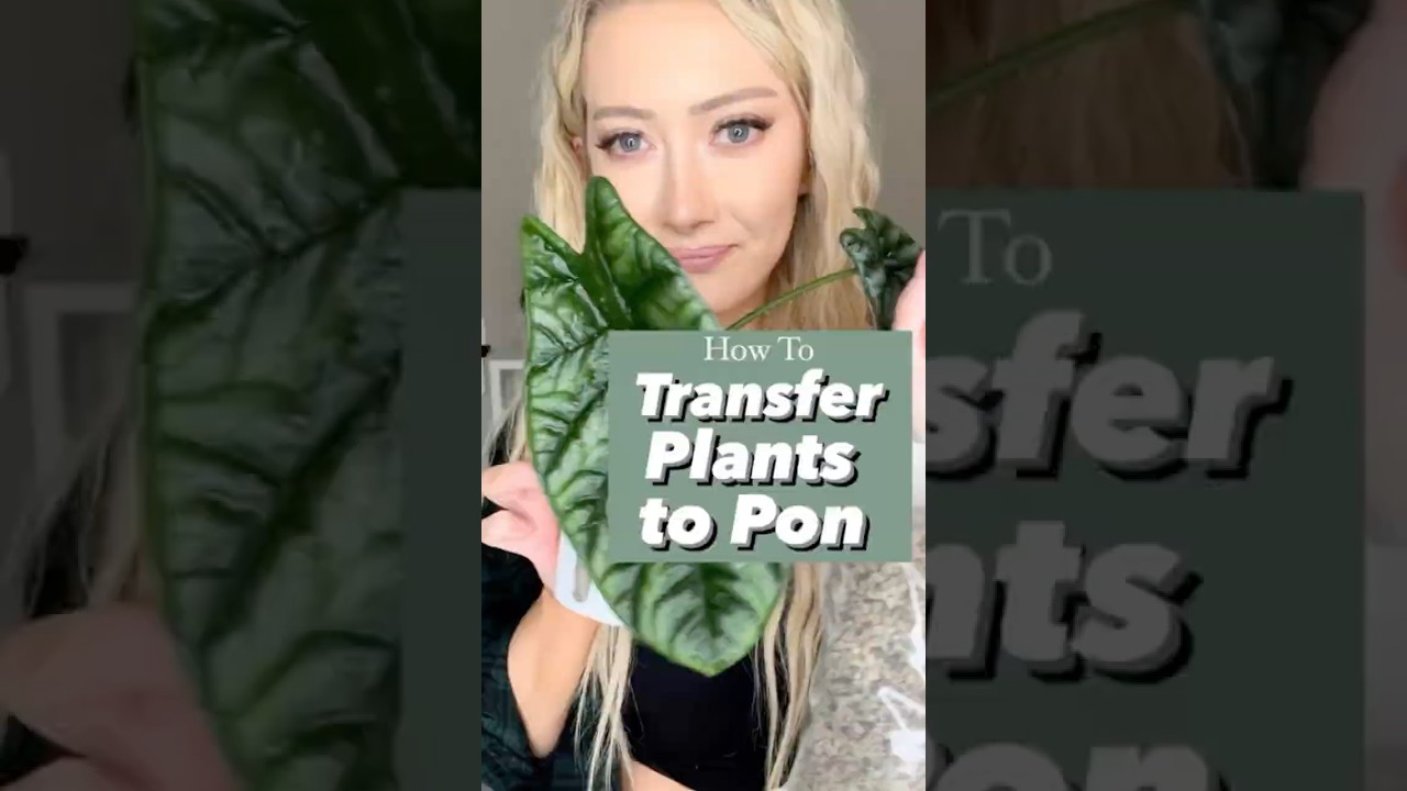 How to Transfer Plants to Lechuza Pon #lechuza #semihydro #semihydroponics #alocasia #houseplant