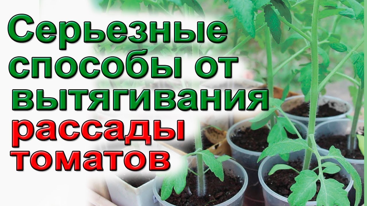 Рассада вытянулась.  Что делать?
