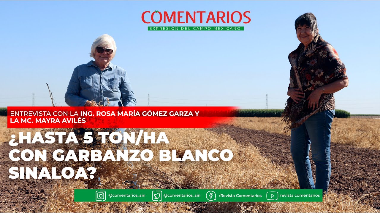 COSECHA de GARBANZO en México | Revista Comentarios