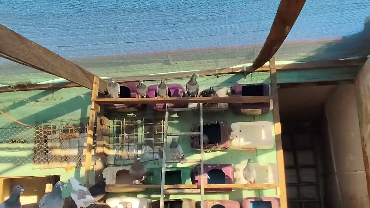 Am vândut găinușele pitici?+Am băgat  porumbei la în perecheat.🕊️🕊️🕊️😃😃😃😃🦆🦆