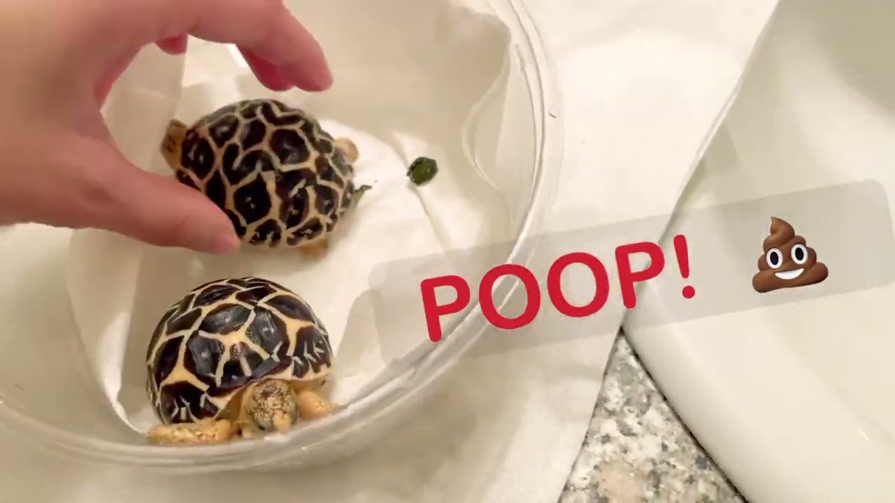 DAILY care routine for my baby tortoises | Leopard x Indian Star 🐢