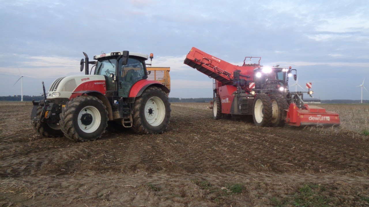 Aardappels rooien | DeWulf RF 3060 | Steyr 6150cvt 2x | Zeewolde