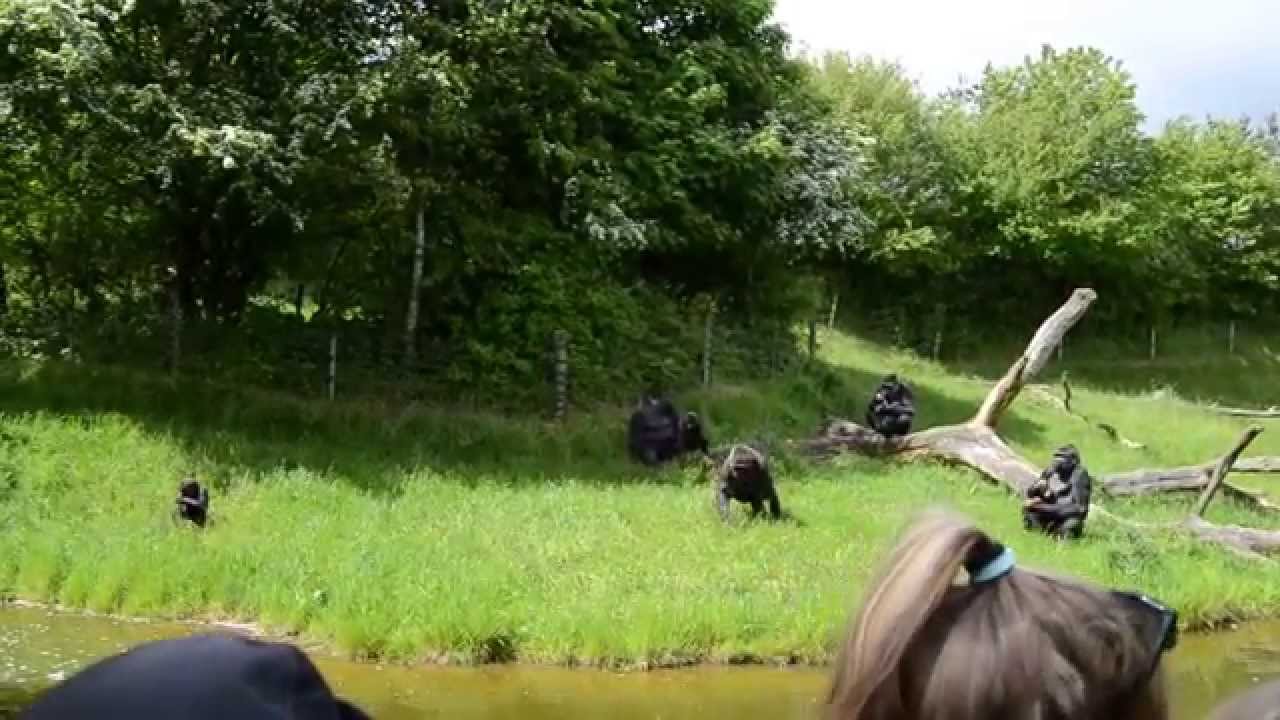 Гориллы ловят яблока и кокосы / Gorillas catch apples and coconuts at the zoo, Givskud, Denmark