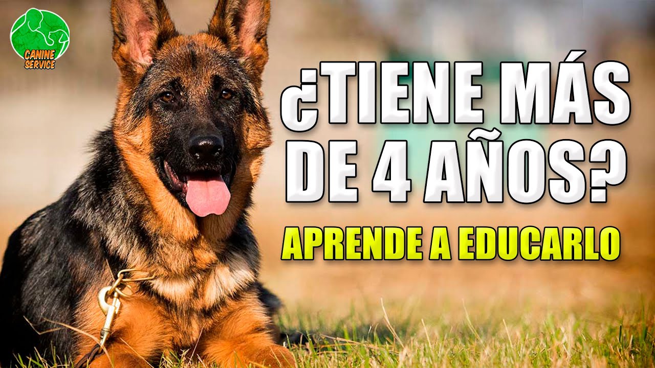C&oacute;mo ENSE&Ntilde;AR a un PERRO ADULTO (Tambi&eacute;n Rescatado)