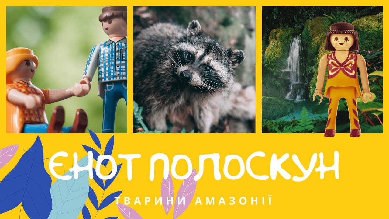 Єнот полоскун. Тварини Амазонії | КоМарко