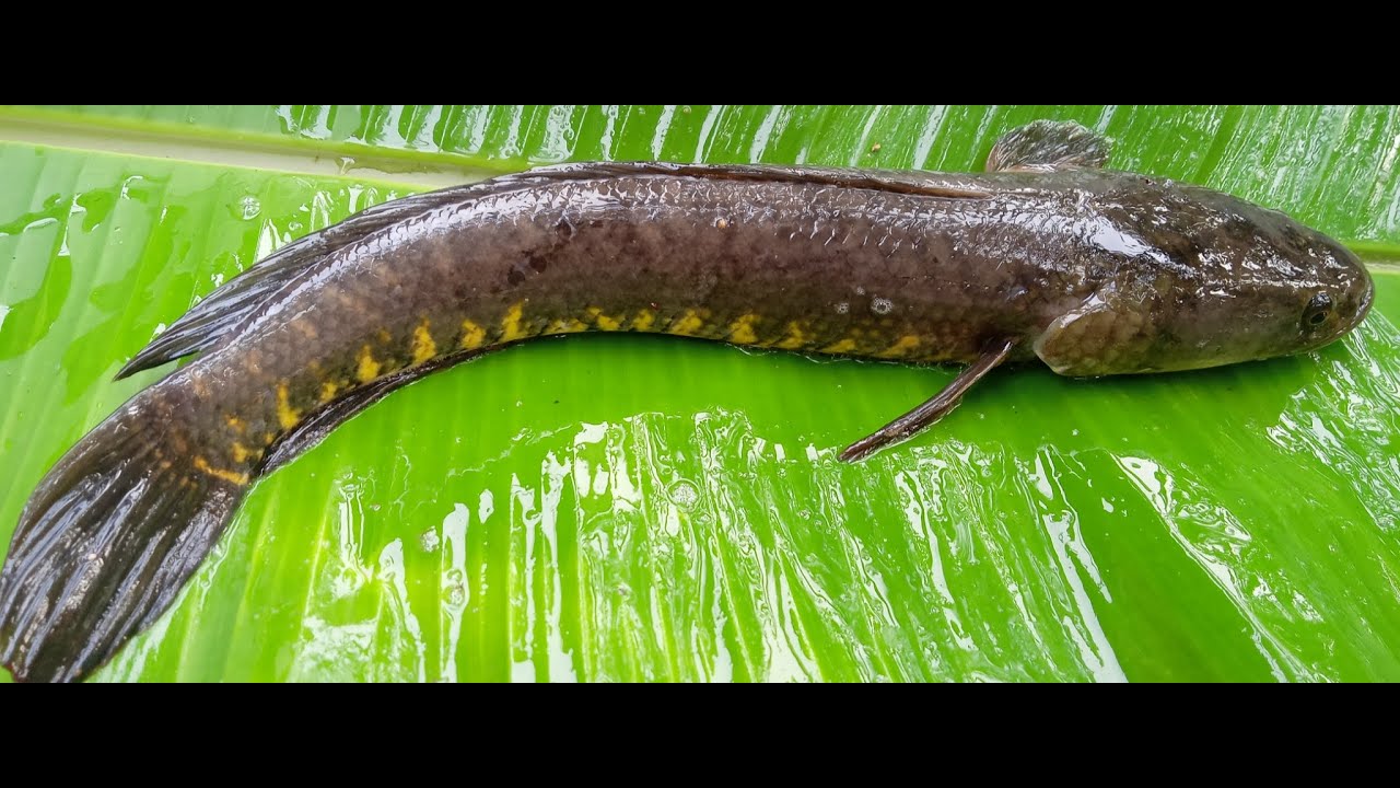 Snakehead Fish Catching ✔️ Big Murrel fish catching 🔜