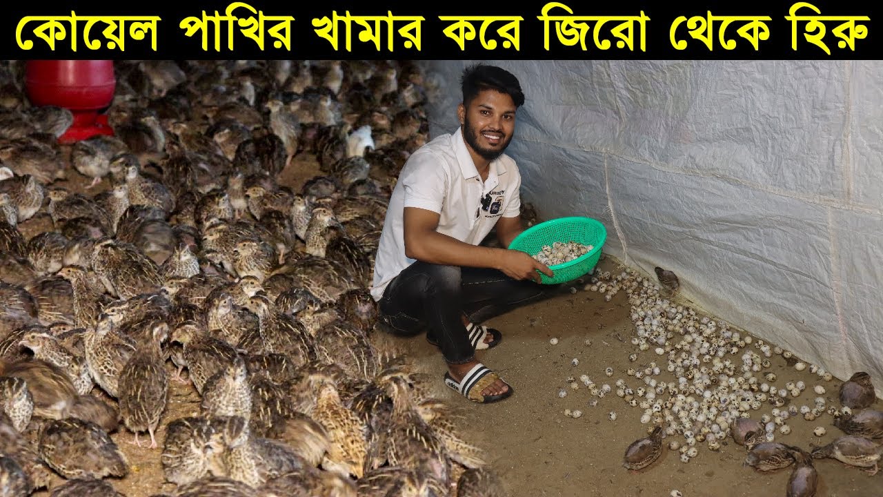 কোয়েল পাখির খামার করে জিরো থেকে হিরু নরসিংদীর উদ্যোক্তা ইয়ামিন। Qual Pakhi