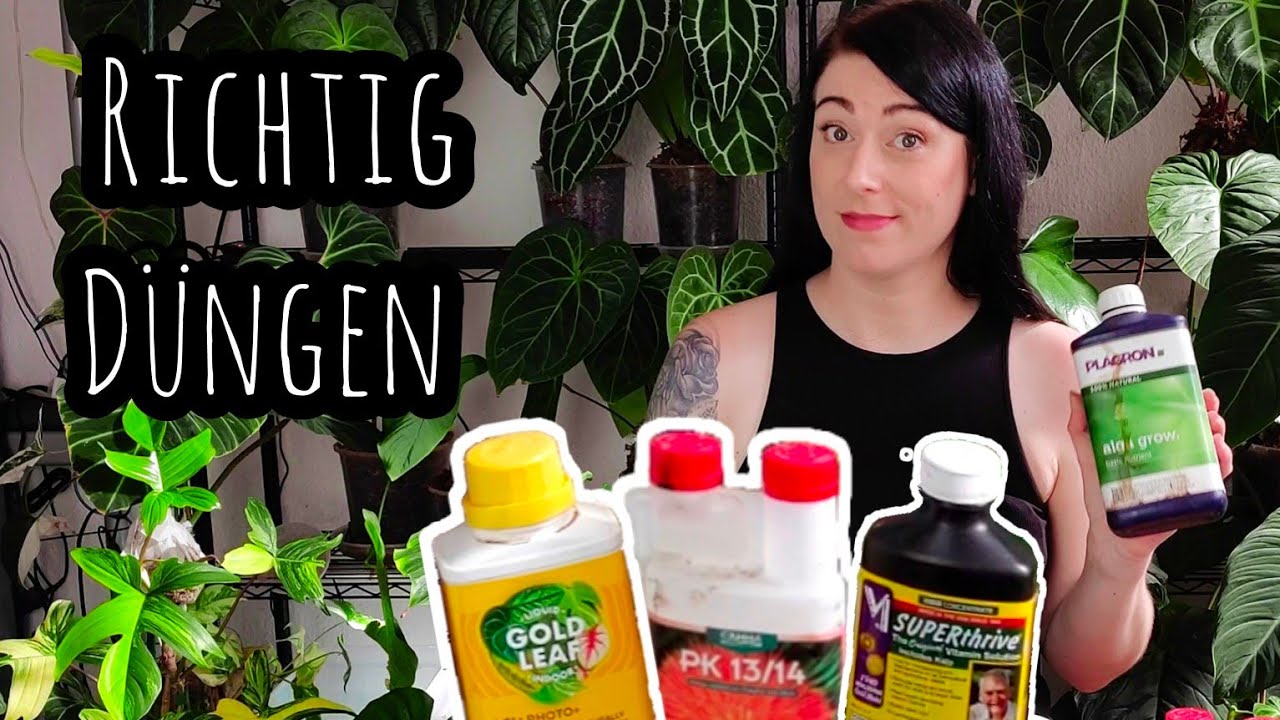 Zimmerpflanzen richtig D&Uuml;NGEN | meine Routine