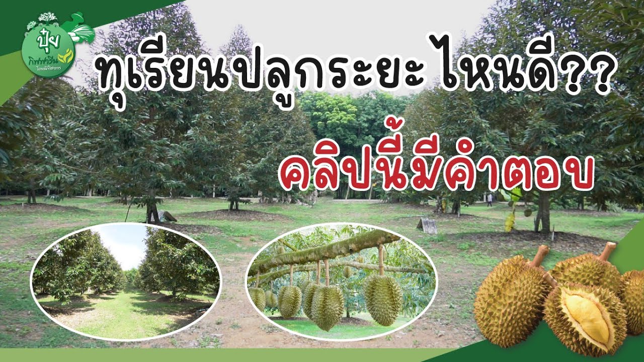 ปลูกทุเรียนระยะไหนดี คลิบนี้มีคำตอบ