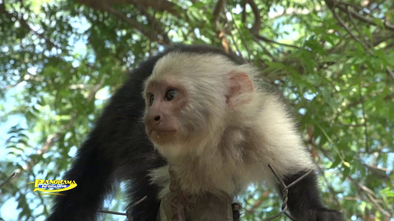 PARQUE MONOS CARA BLANCA VISITADO POR MUCHOS CHOLOMEÑOS