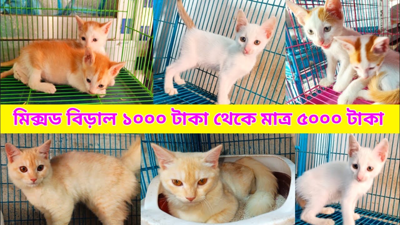 Cat price in Bangladesh | Mixed Breed Cat Price in Bangladesh | Katabon animal market in Bangladesh