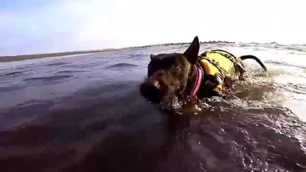 Formosan Mountain Dog - Lady can swim!!