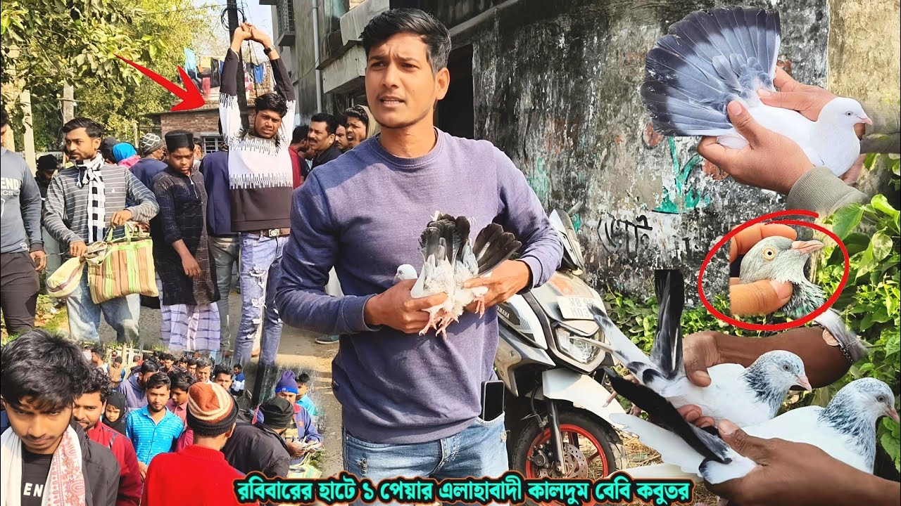 রবিবারের হাটে এক পেয়ার এলাহাবাদী কালদুম বেবি কবুতর | মগরাহাট কবুতর মার্কেট