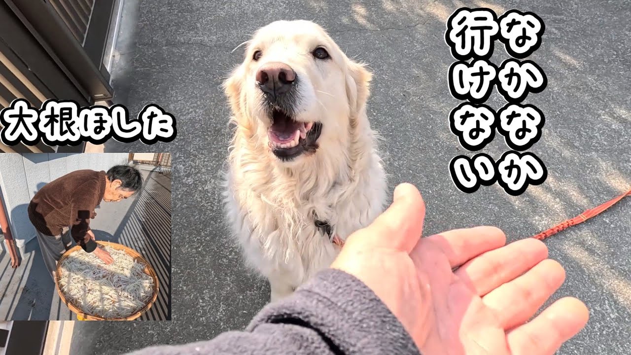 毎度おなじみの行動でなかなか散歩に行けない犬。※大根干した！　＃メイちゃんねる