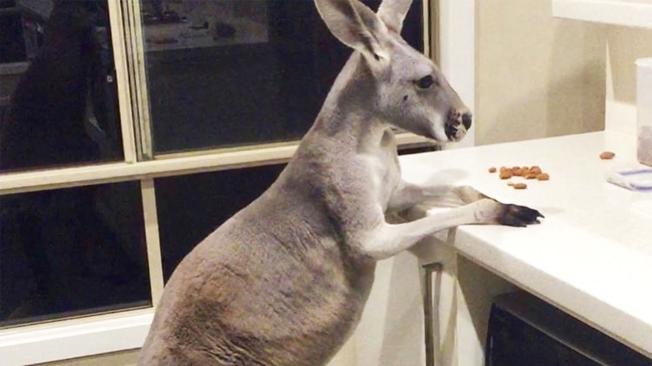 This Kangaroo Thinks He’s Human And He Might Be Right