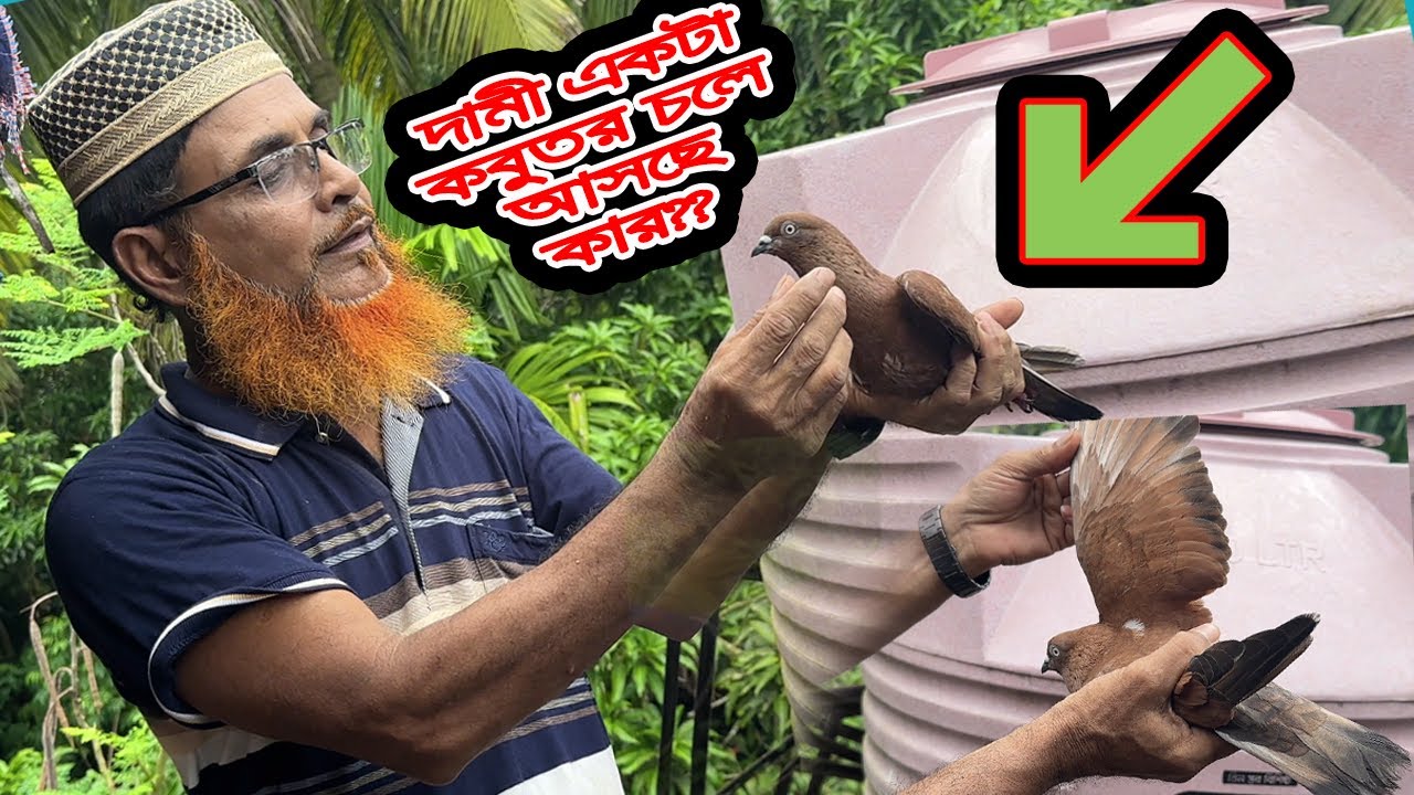 আবার ও দামী একটা কবুতর চলে আসছে কার??