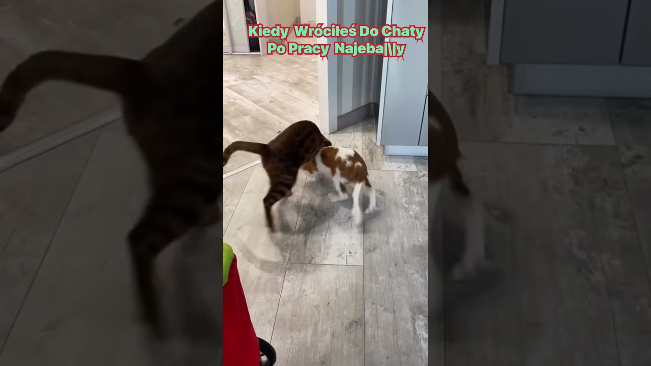 Kot I Pies | Sytuacja Z życia Małżonkowie | #tiktok #shorts #smf23 #kittypies #subskrybujcie