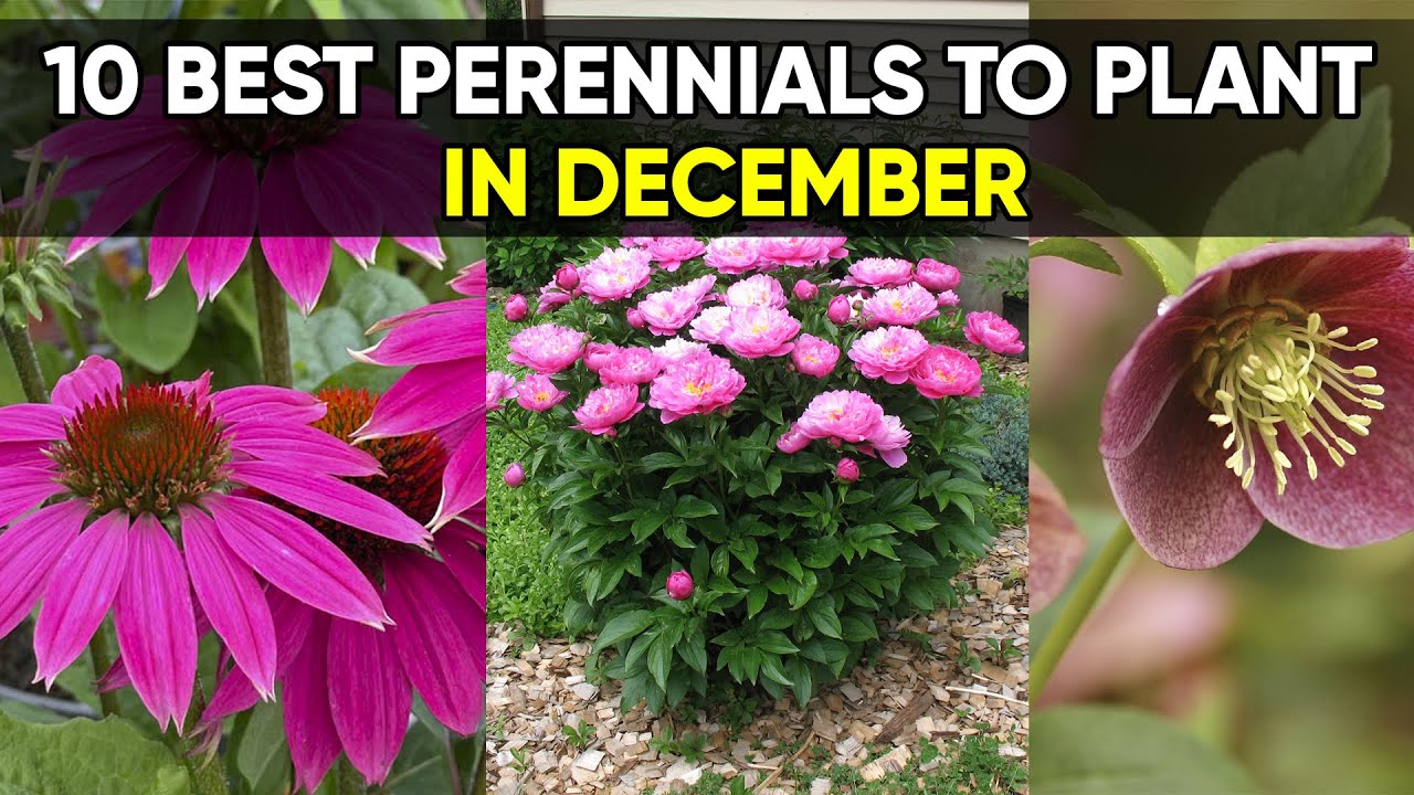 Don’t Wait! 10 Perennials That Should Be Planted in December 🌱