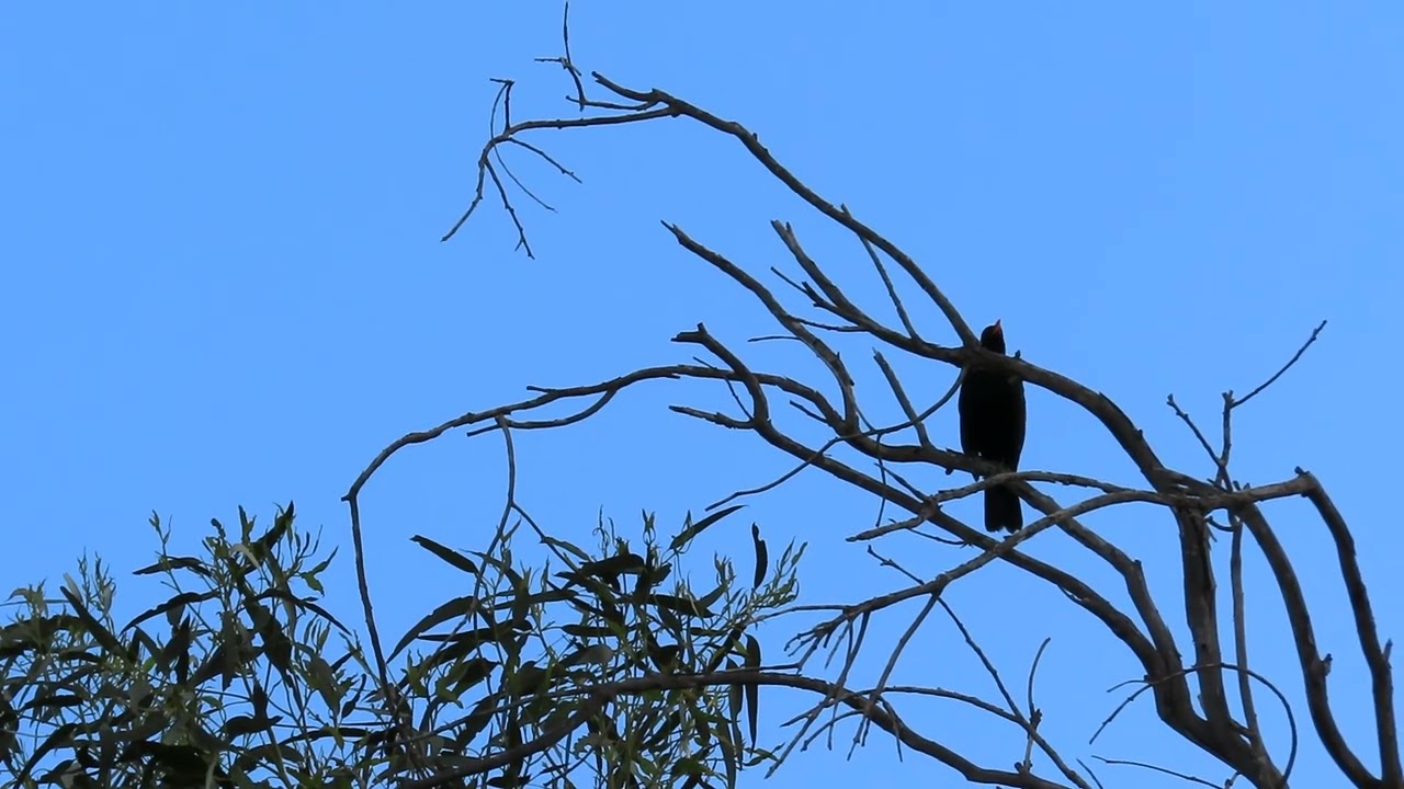 Canto Mirlo canario......Turdus merula Linnaeus