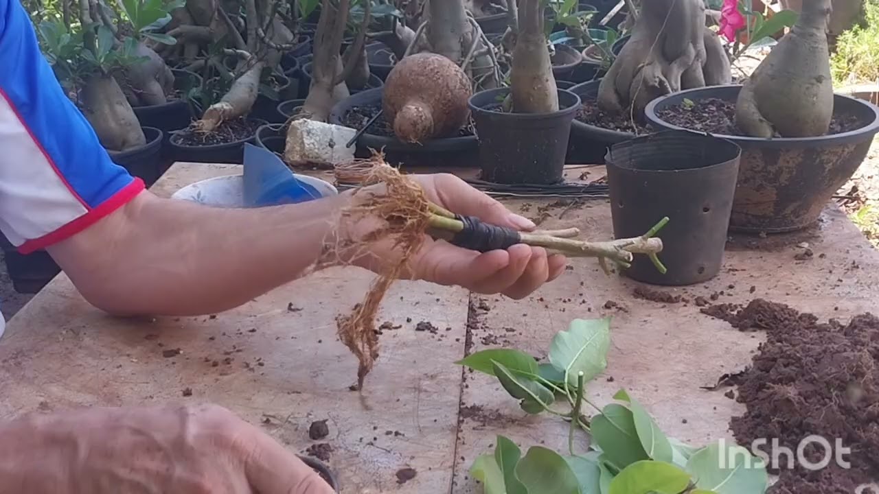 FUSÃO DE TRONCO NO BONSAI