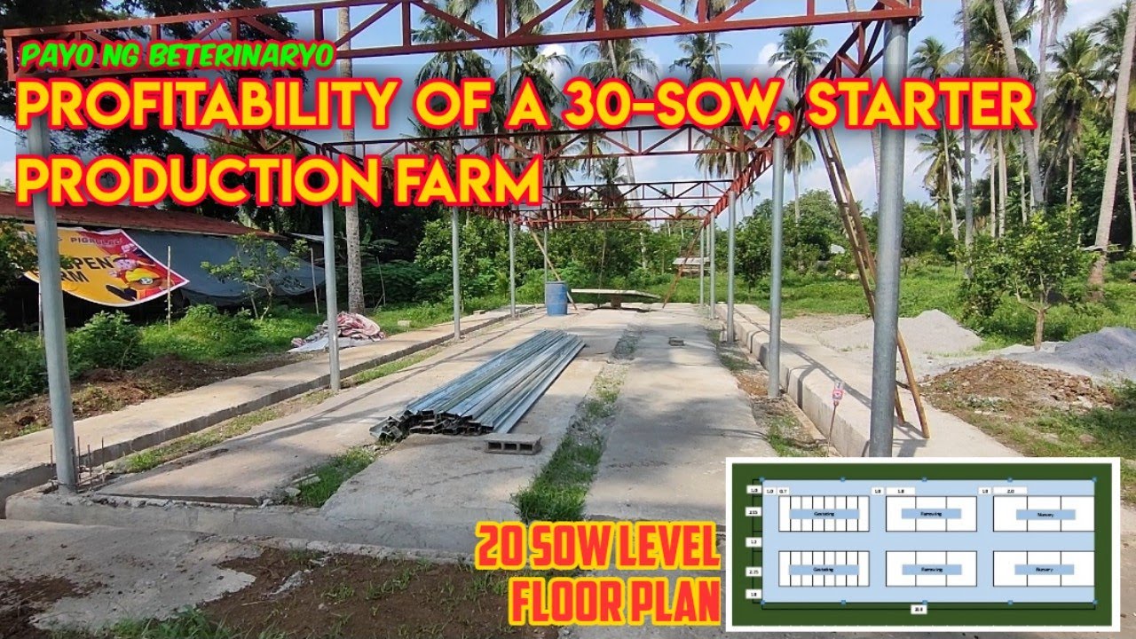 Magkano ang Kita ng 30 Sow Level Farm sa Pagbebenta ng Starter Pigs? | 20SL Floor Plan