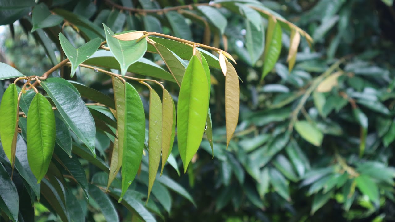 Chiêu để lấy cơi đọt trước khi xã nhuỵ. TƯỚi nước NHẸ khi cây sào lá 🍁