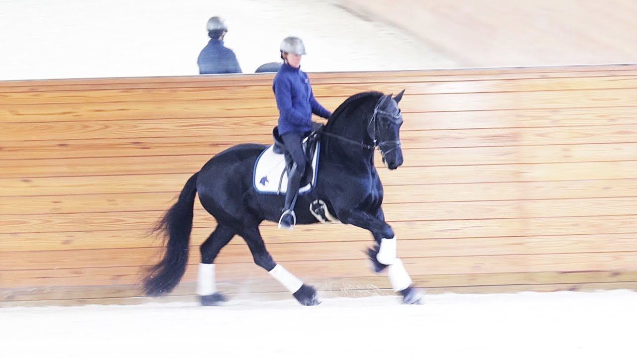 For Sale: Grand Amour ISF (Tjalbert 460 x Teade 392, Sport) Under Saddle, January 2026