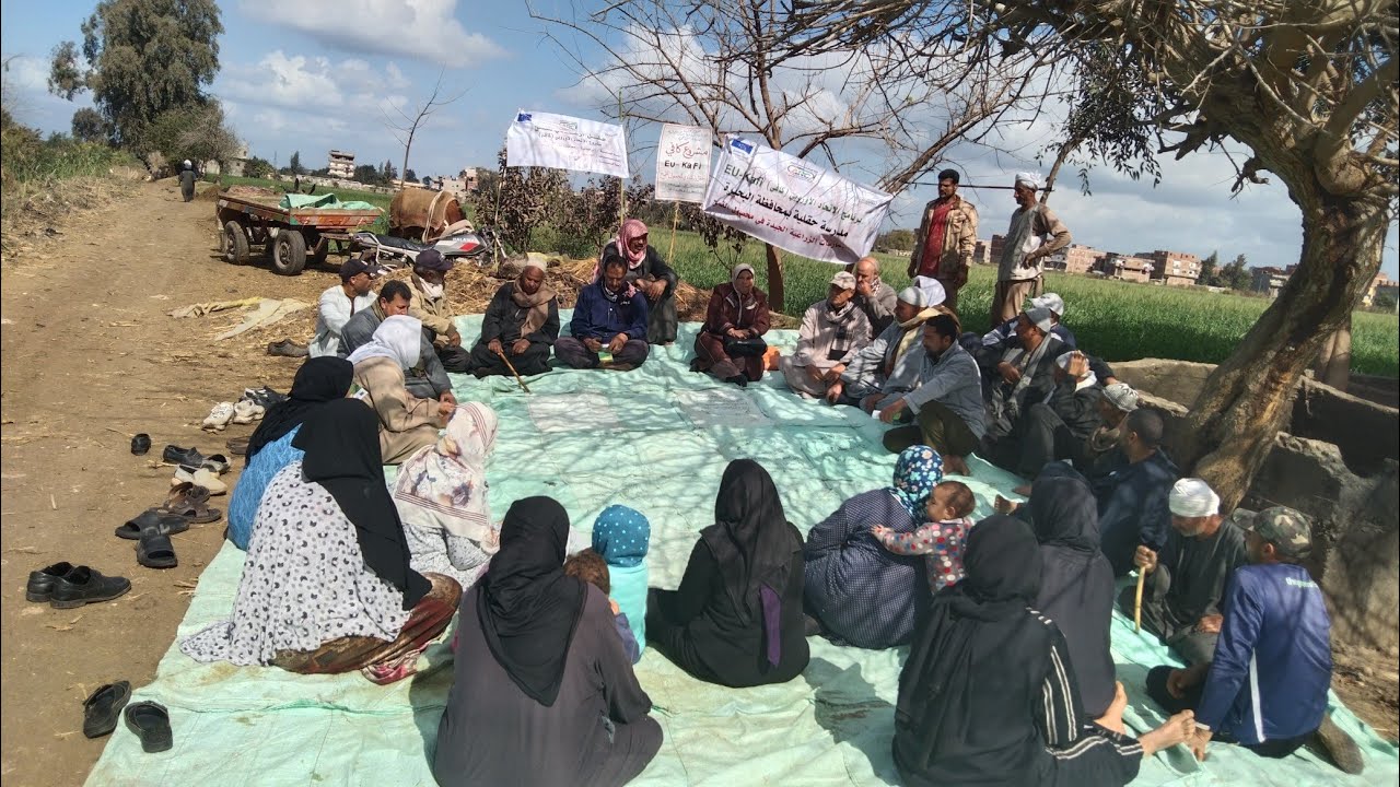 الصنف الخارق من القمح يعطي 30 أردب للفدان صنف سخا 96مقاوم للأمراض دقيق ابيض فاخر 