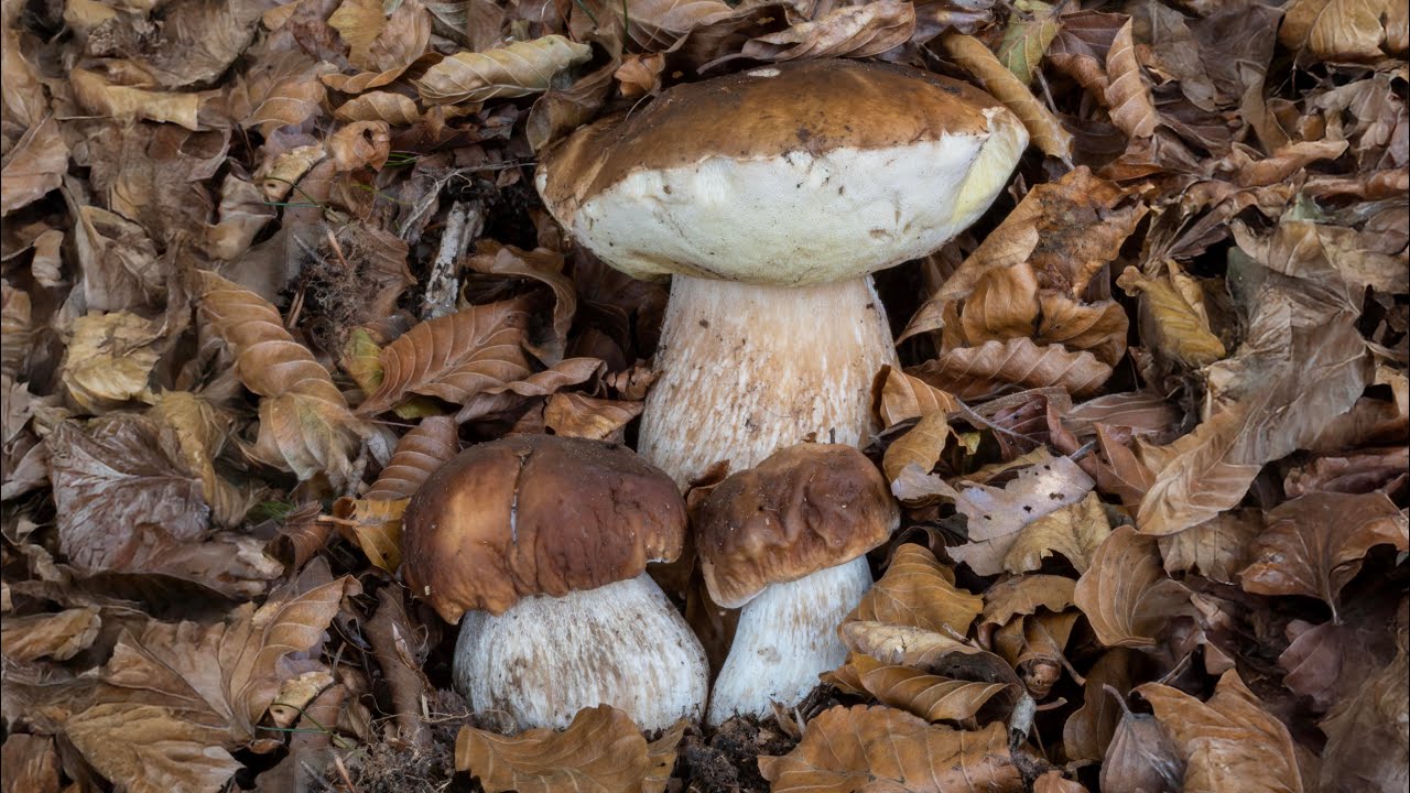 Funghi porcini nei boschi tagliati di faggio