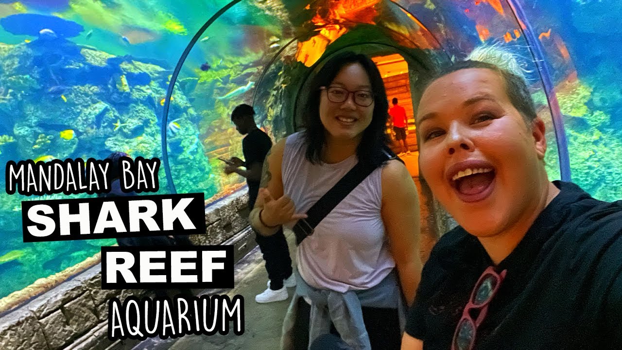 Mandalay Bay Shark Reef Aquarium | Las Vegas Underwater | Van Lifers Exploring Vegas