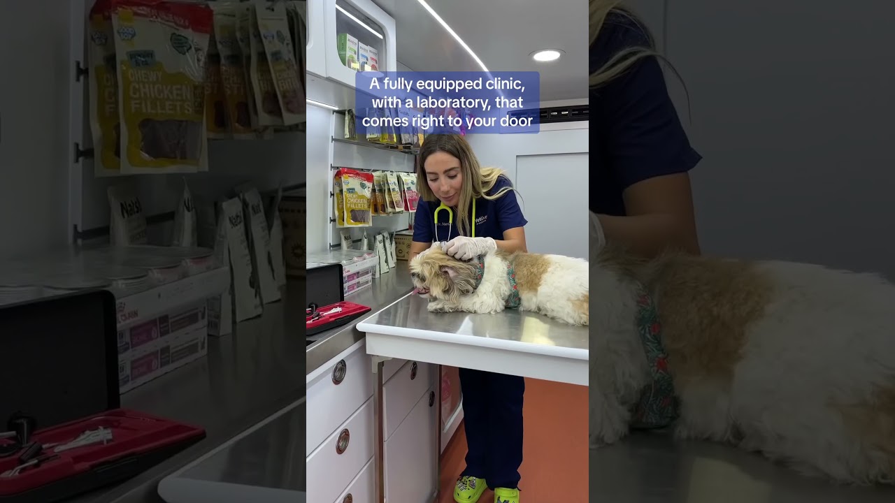 First mobile vet clinic in the UAE! #shorts #vet #dubaivet #pets