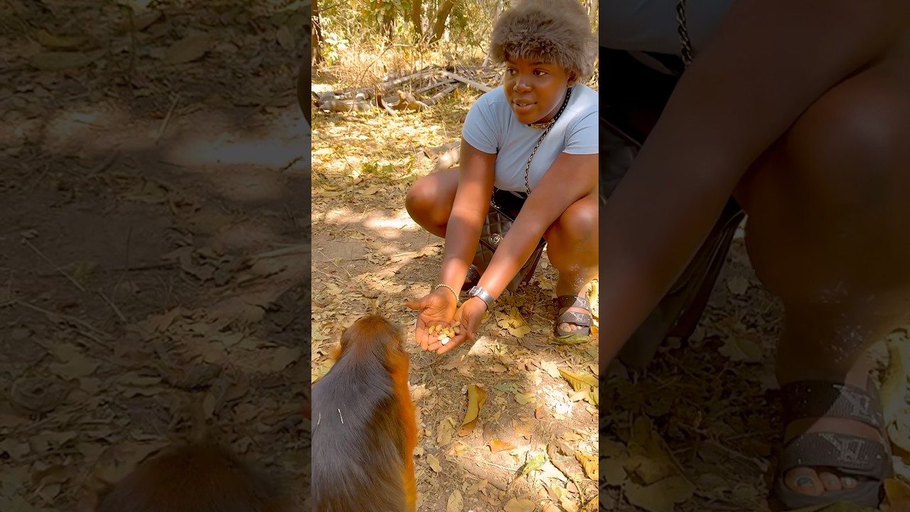 Spend the Day with me at a monkey Park in The Gambia