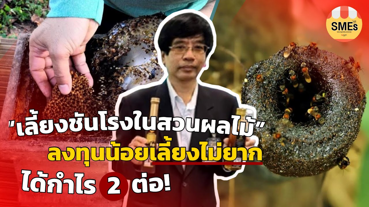 “เลี้ยงชันโรงในสวนผลไม้” ลงทุนน้อยเลี้ยงไม่ยาก ได้กำไร 2 ต่อ สร้างรายได้ตลอดปี
